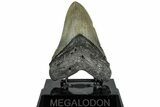 Serrated, Fossil Megalodon Tooth - North Carolina #309485-2